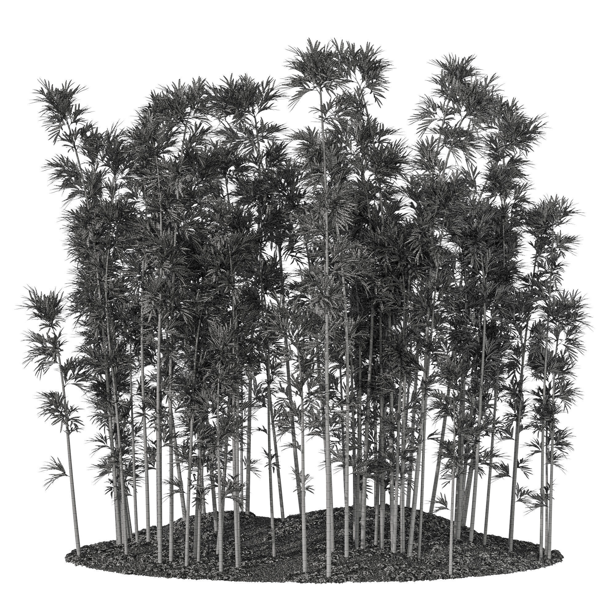 Plants collection 1197 Bamboo Scatter 3D model_5