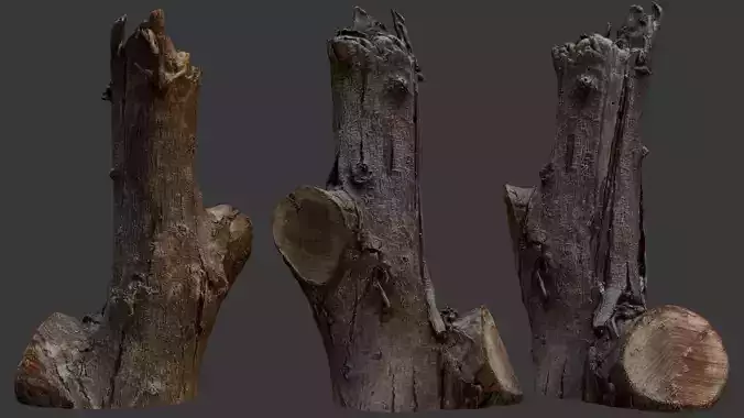 Tree Trunk 3D Scan