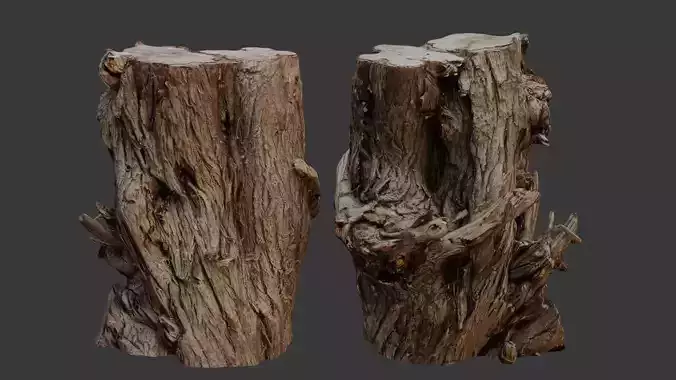 Tree Stump 3D Scan