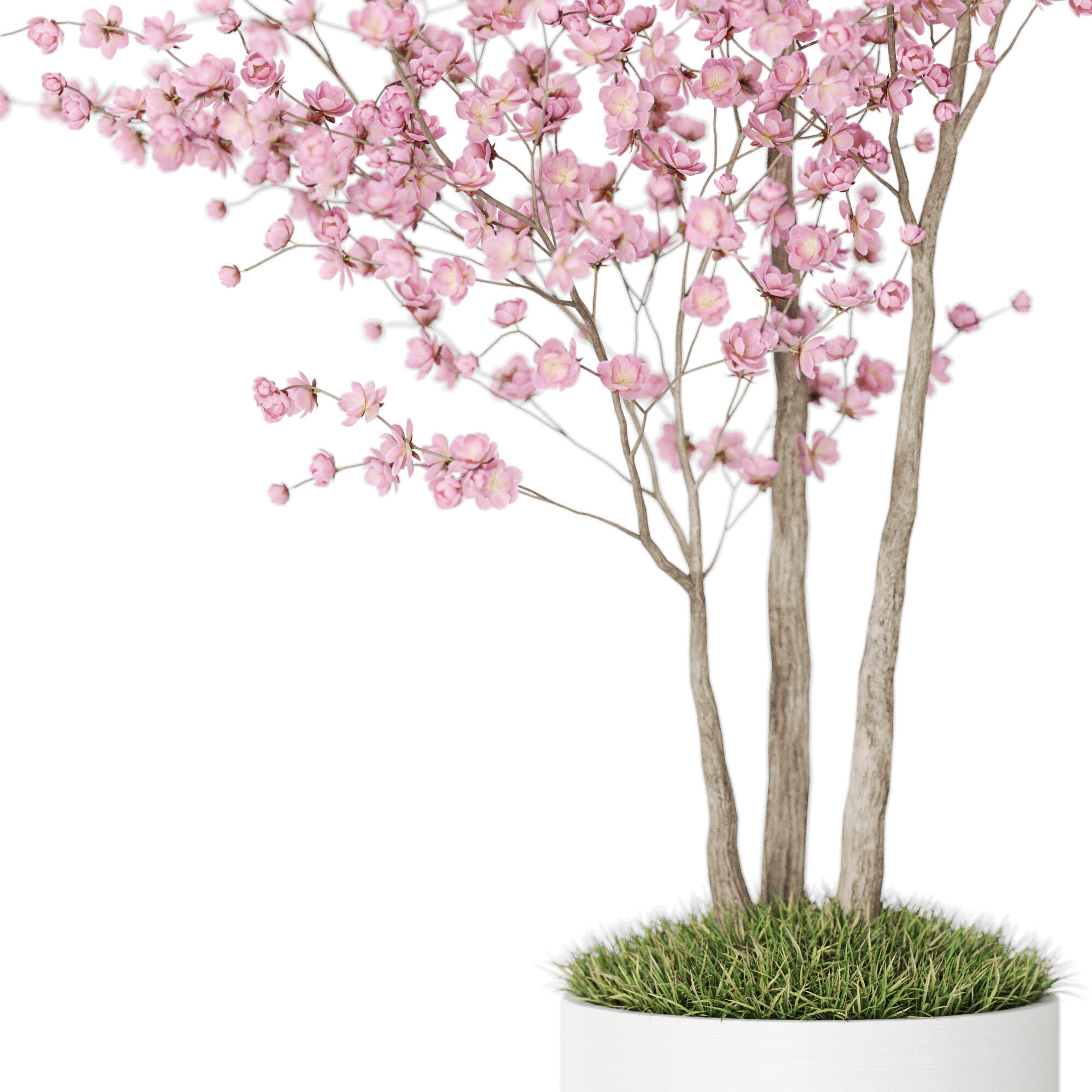 Plants collection 1198 3D model_2