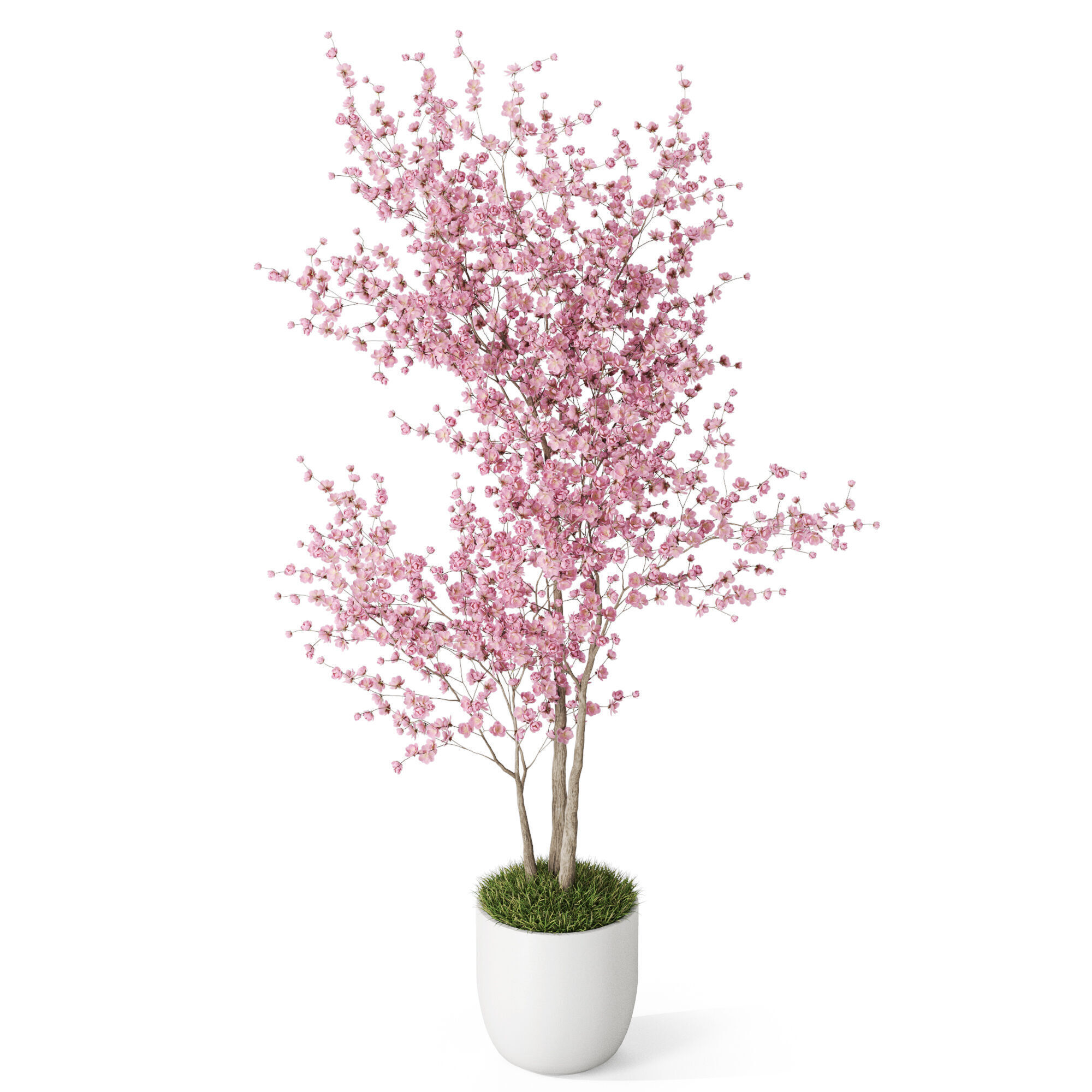 Plants collection 1198 3D model_3