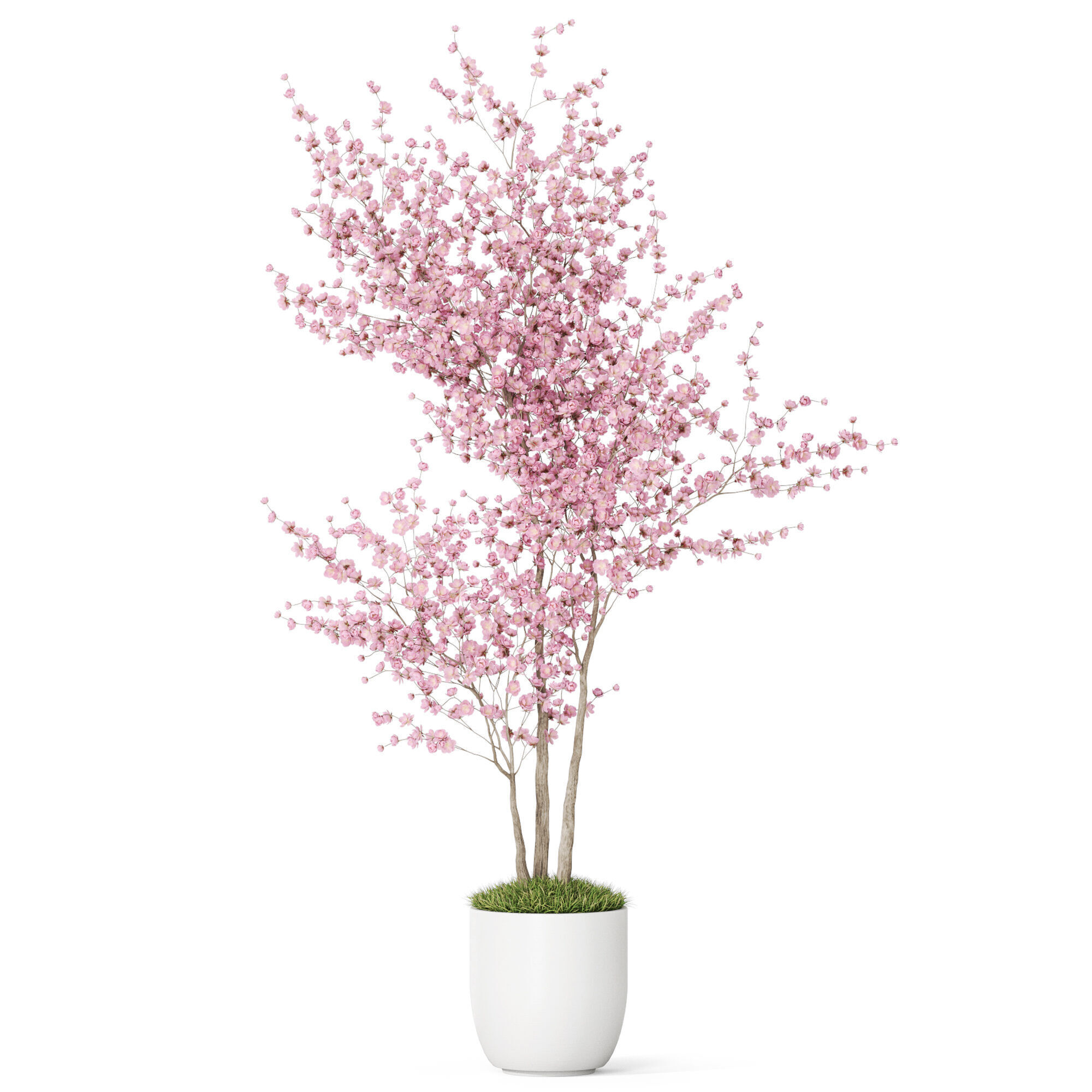 Plants collection 1198 3D model_1