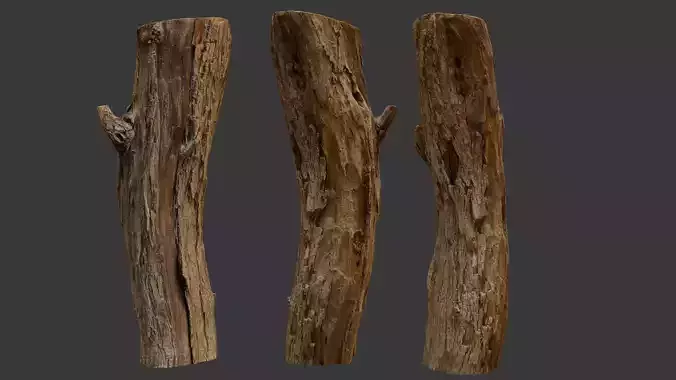 Tree Trunk 3D Scan