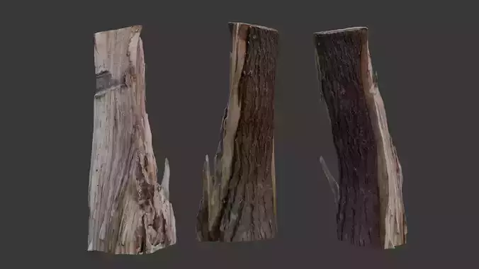 Broken Tree Trunk 3D Scan