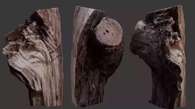 Weathered Tree Stump 3D Scan