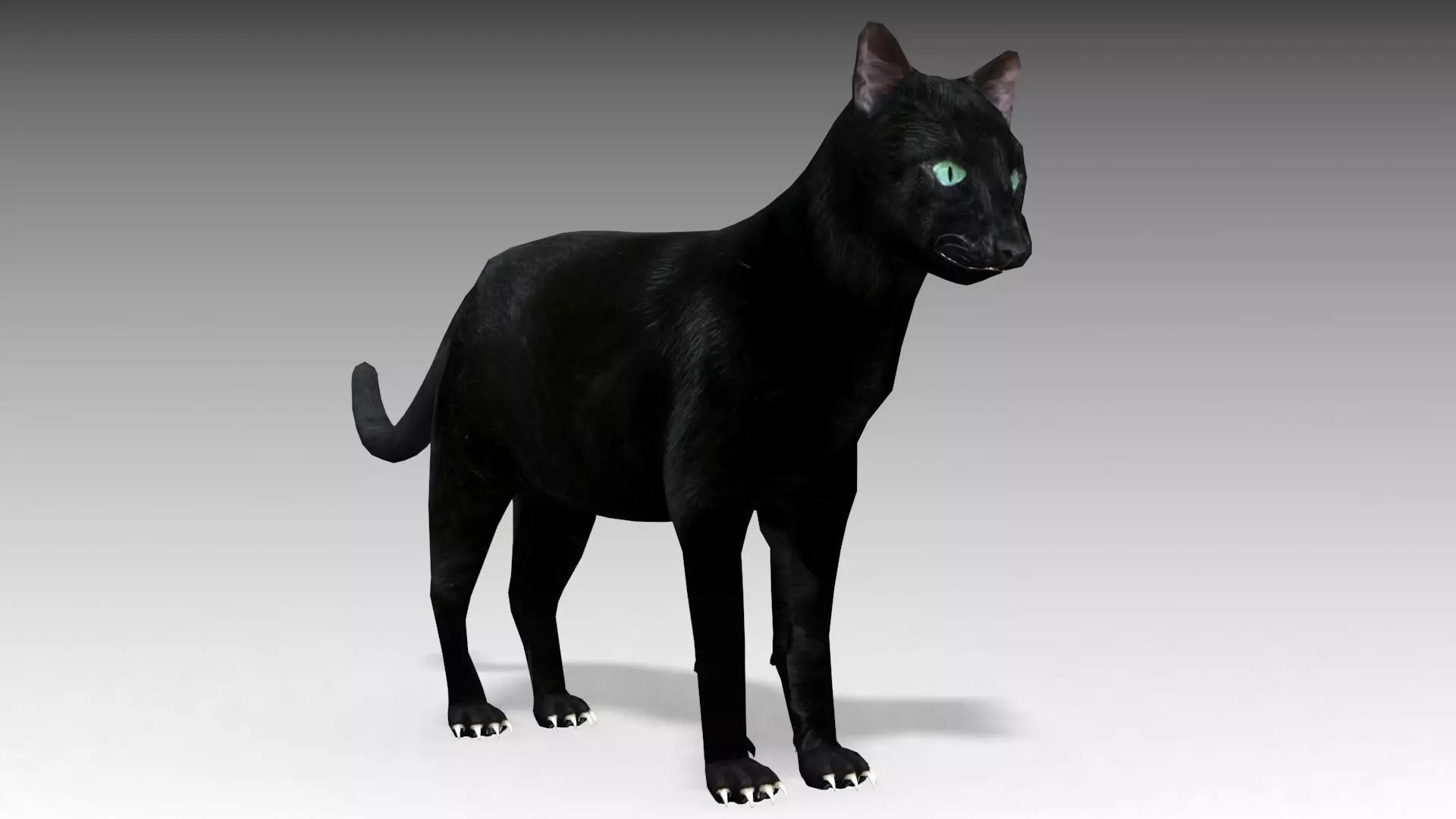 Black Cat Animated Low-poly 3D model_0