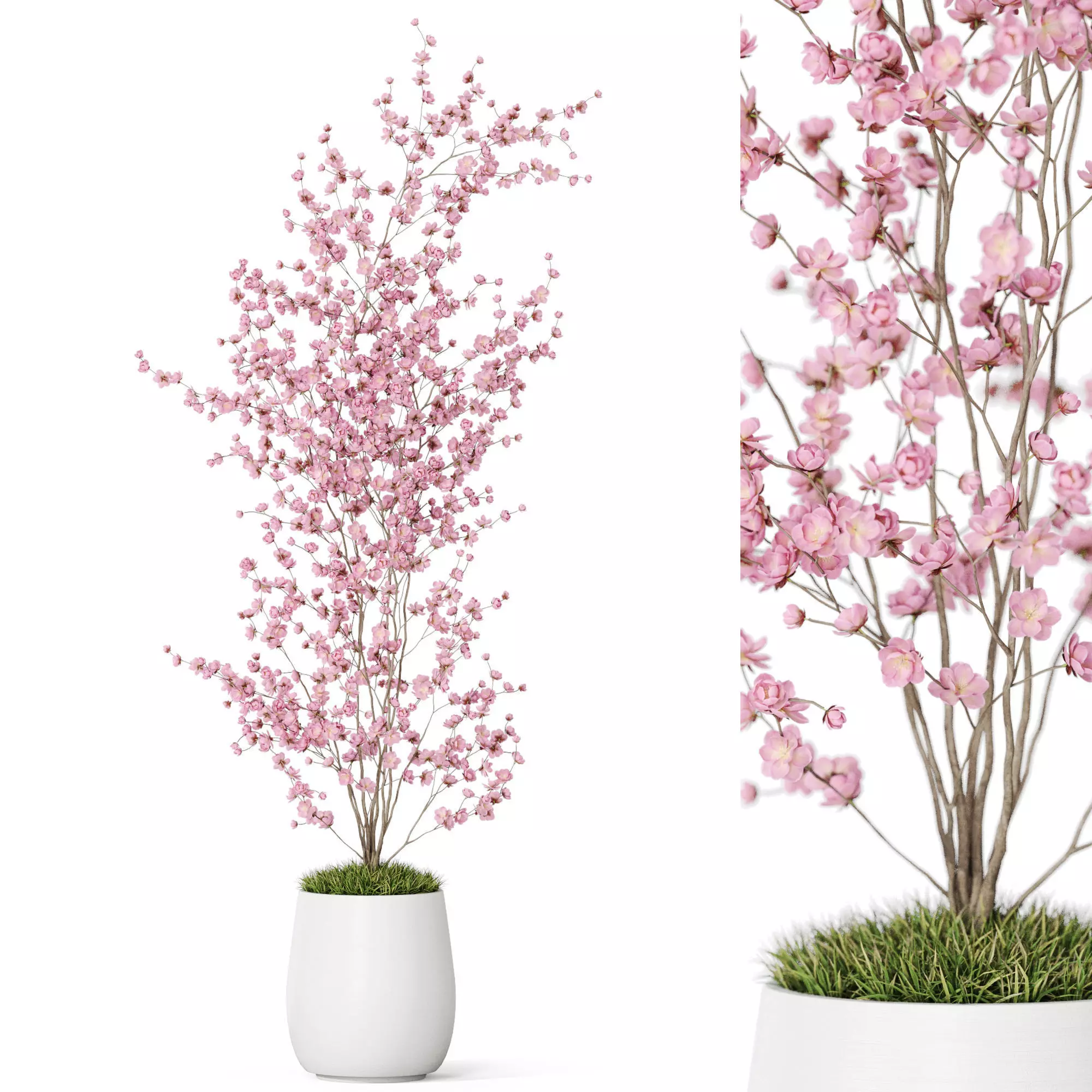 Plants collection 1199 3D model_0