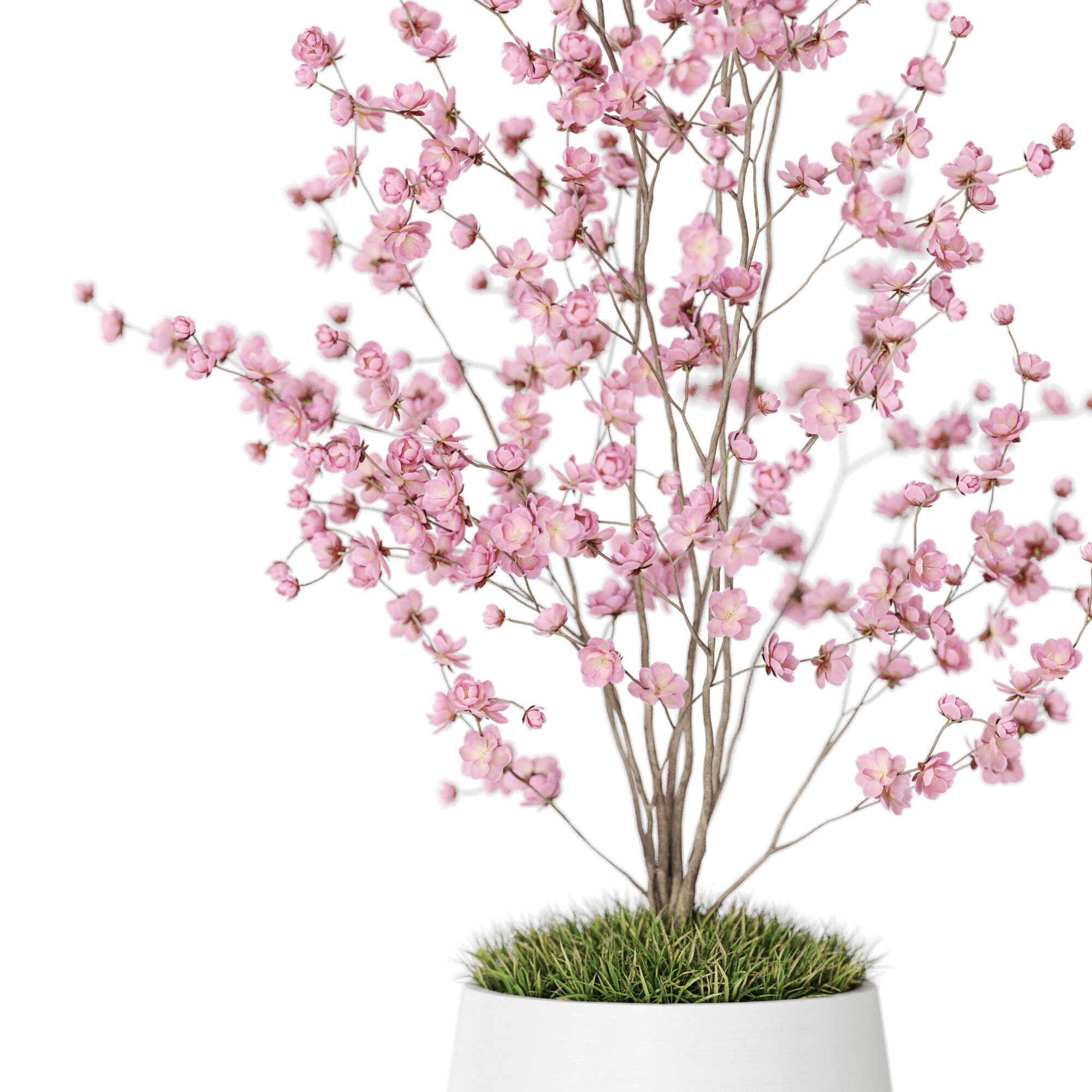 Plants collection 1199 3D model_2