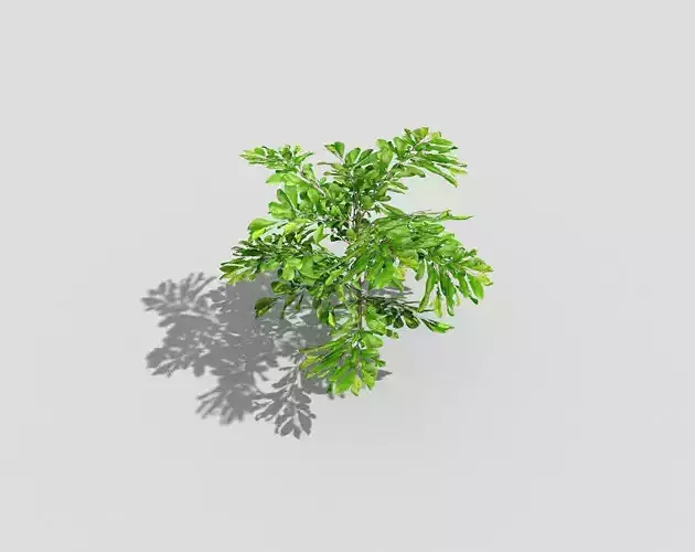 Low poly Plant Low-poly 3D model