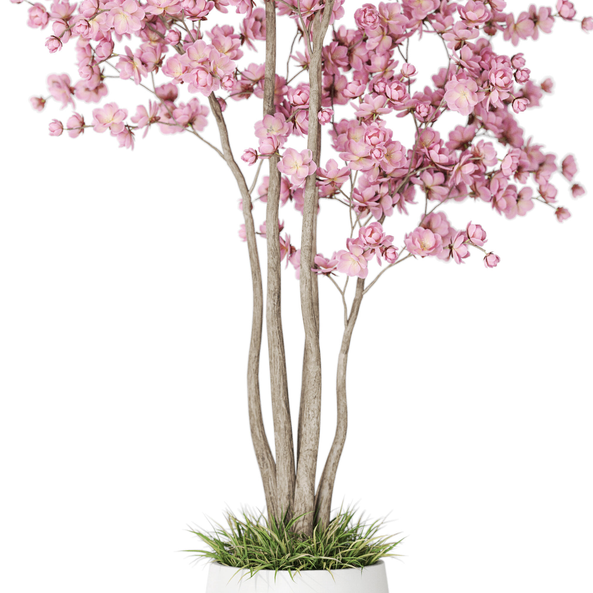 Plants collection 1200 3D model_2