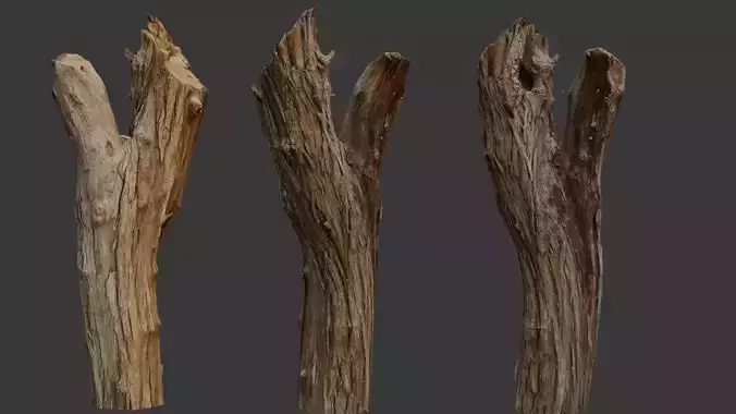 Weathered Tree Trunk 3D Scan