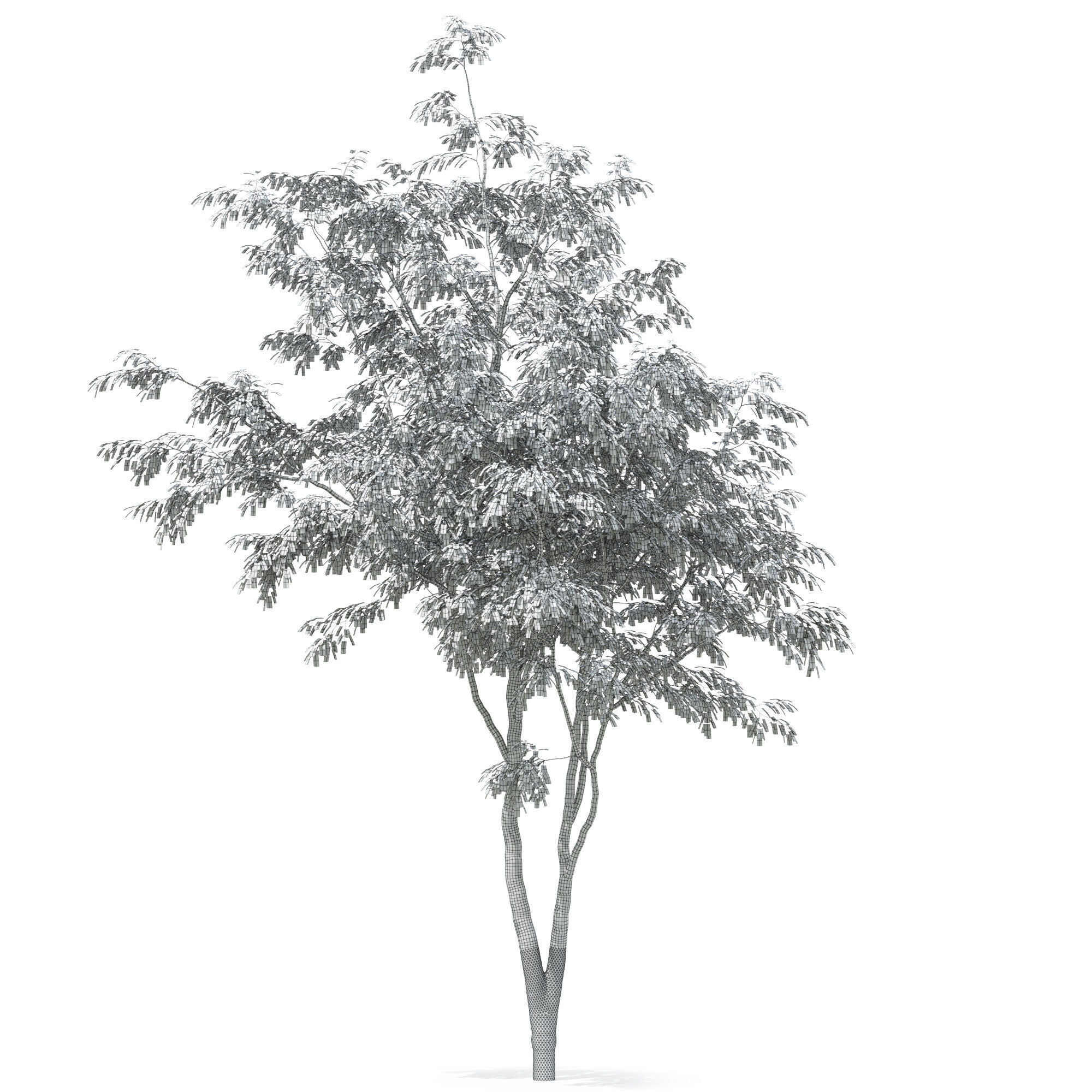 Tree 01 3D model_4