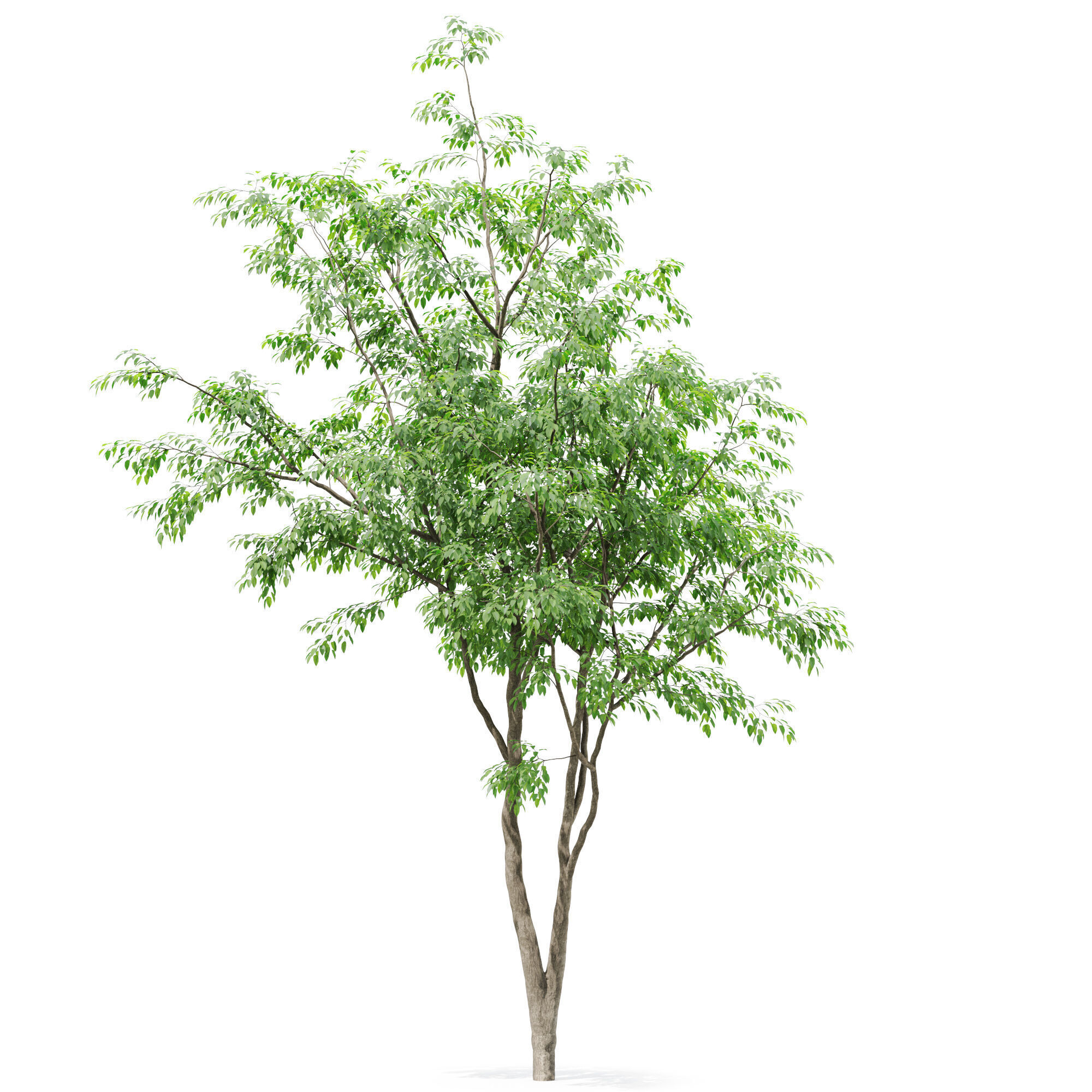 Tree 01 3D model_1