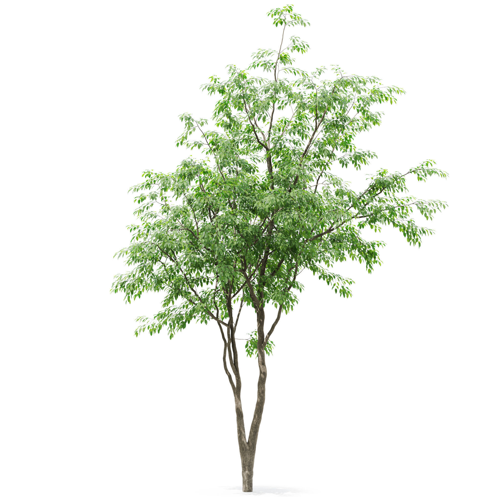 Tree 01 3D model_3