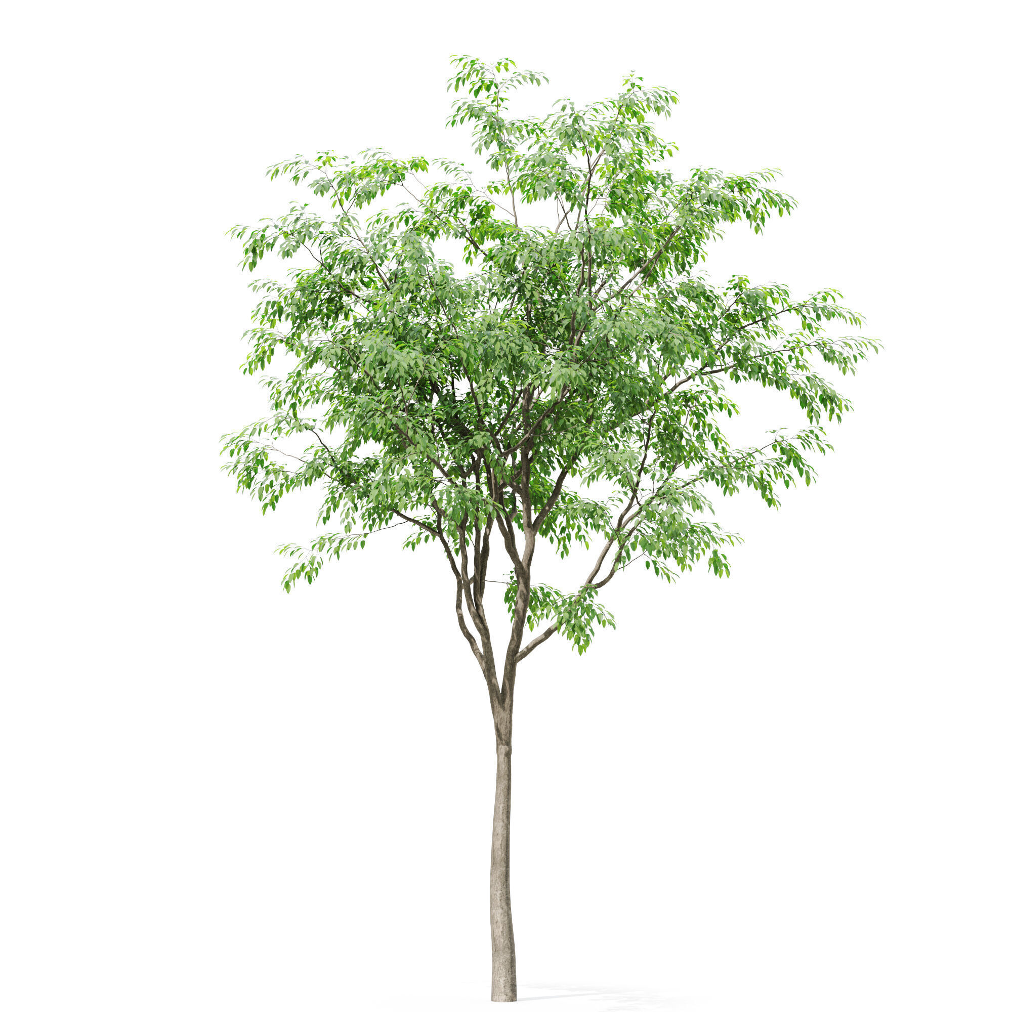 Tree 02 3D model_3