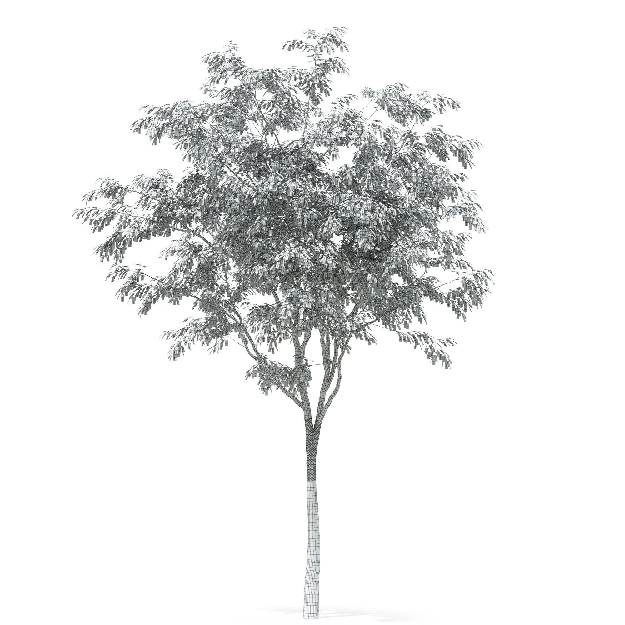 Tree 02 3D model_4