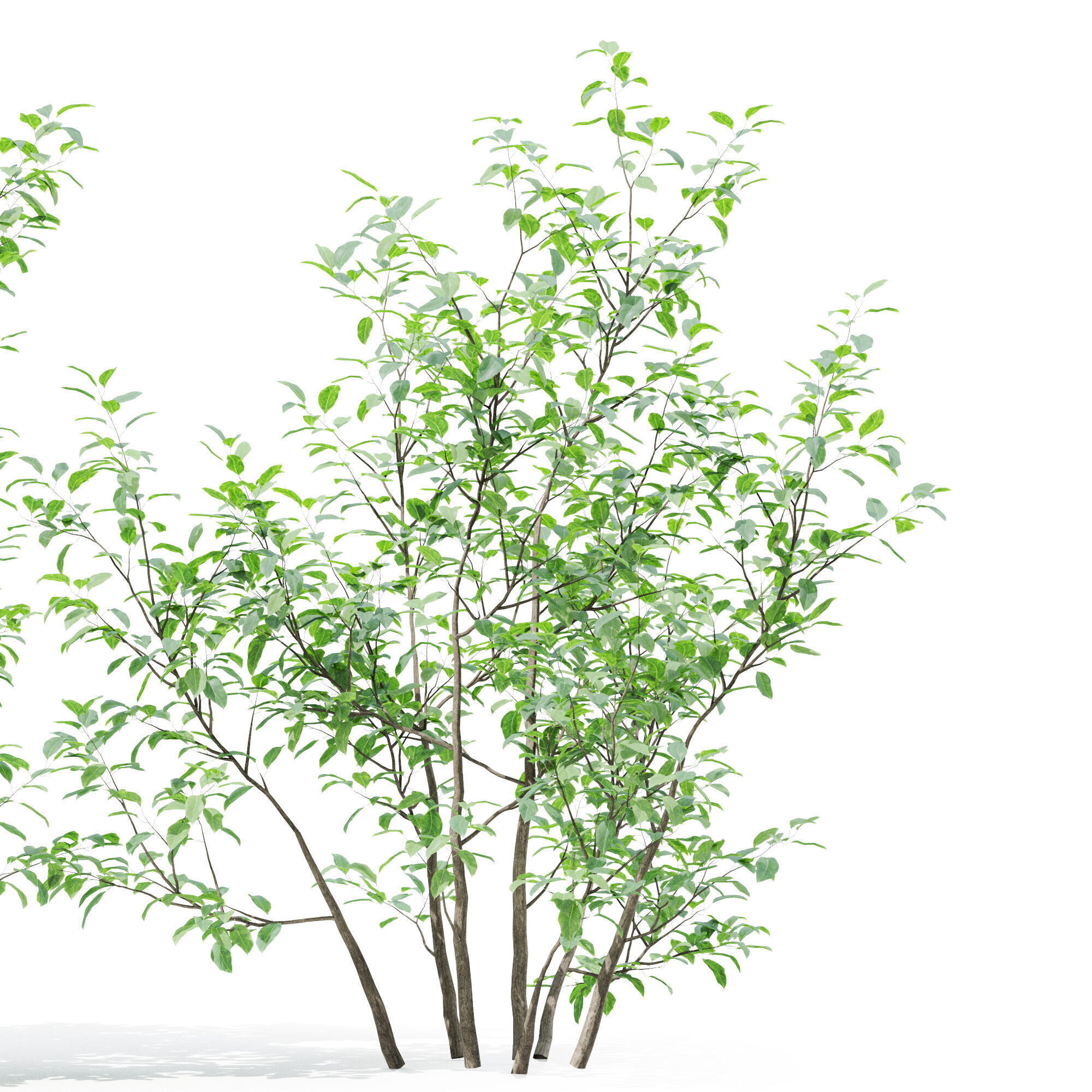 Tree 03 3D model_3