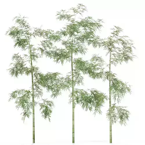 Tree 04 Bamboo 3D model