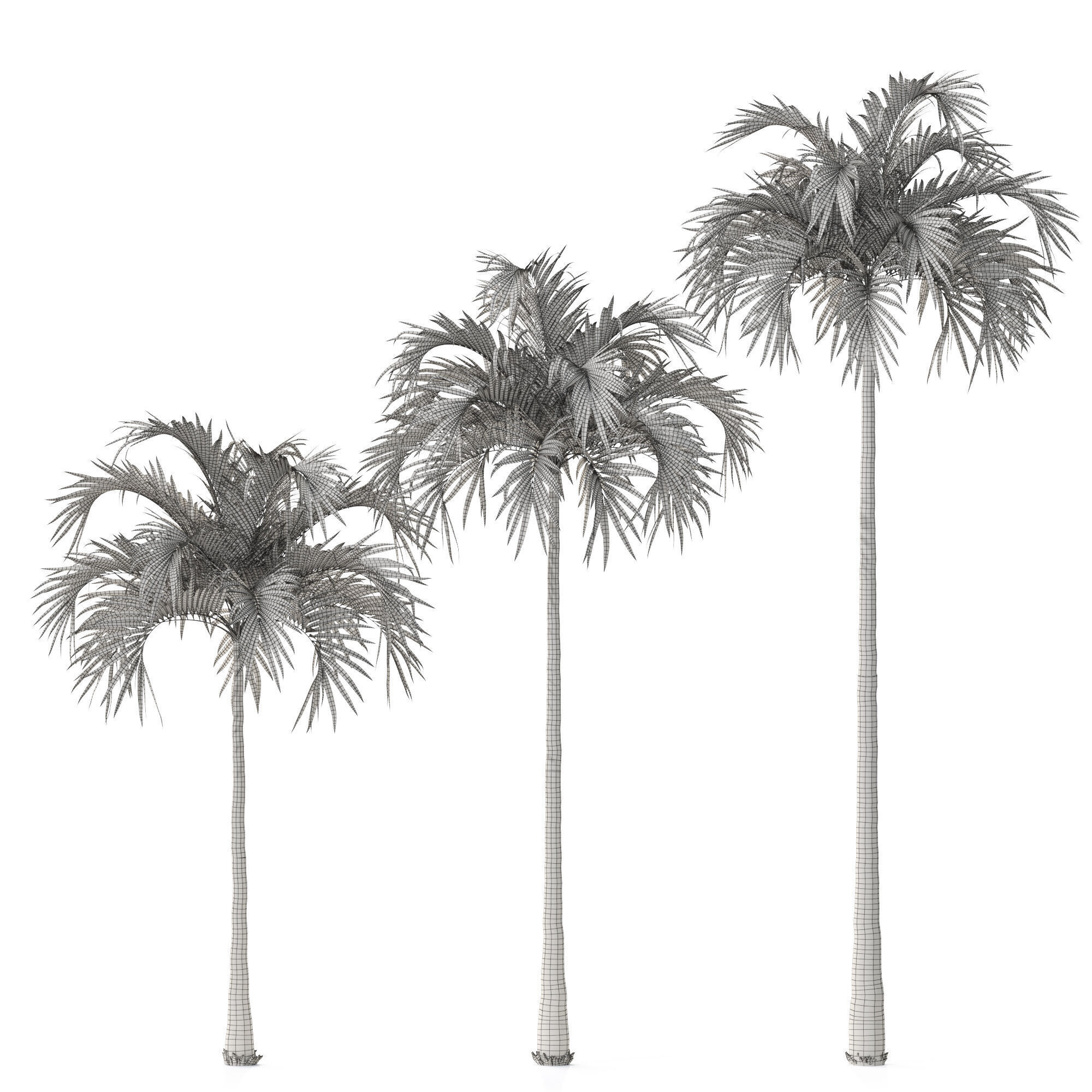 Tree 06 Veitchia Merrillii 3D model_3