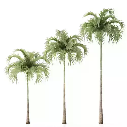 Tree 06 Veitchia Merrillii