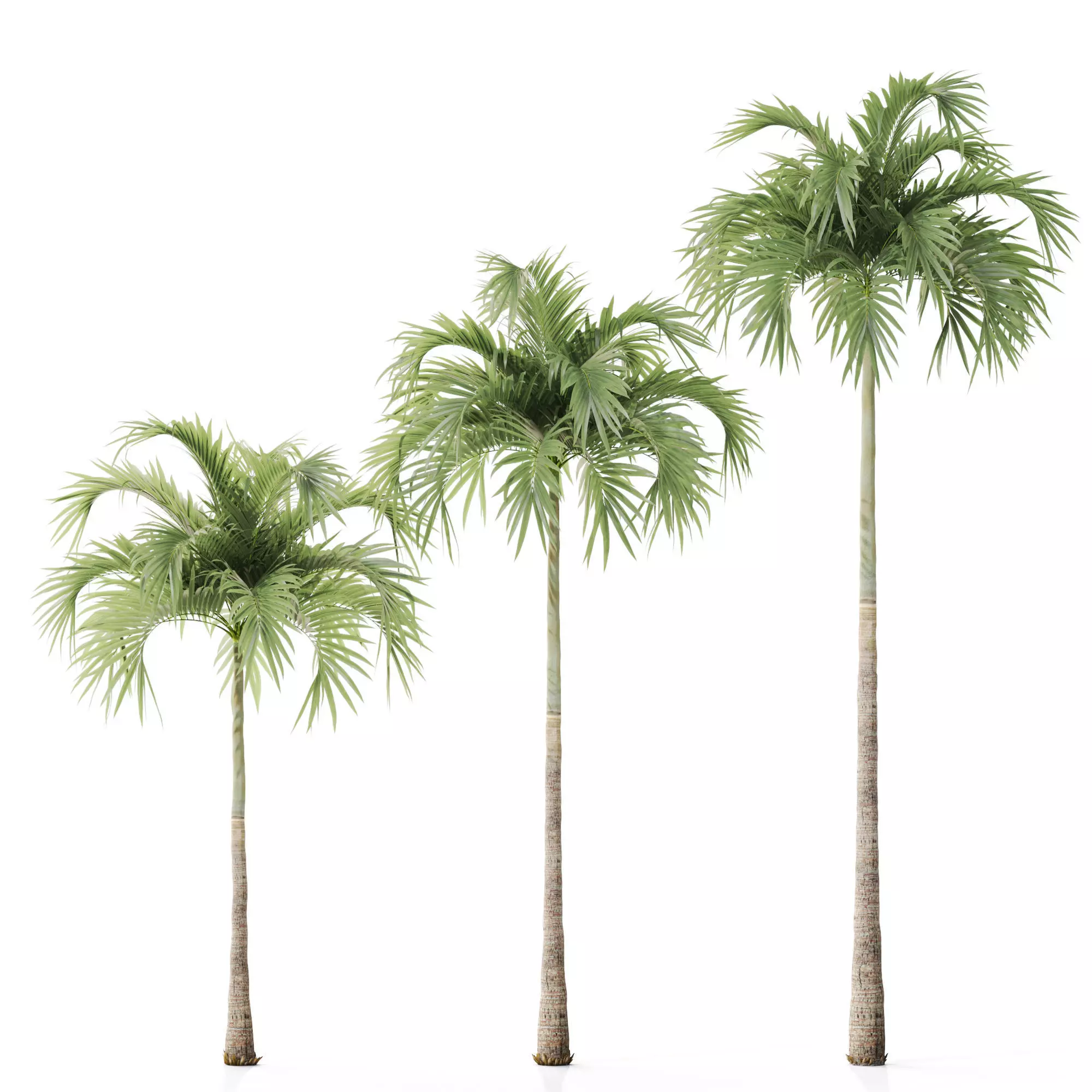 Tree 06 Veitchia Merrillii 3D model_0