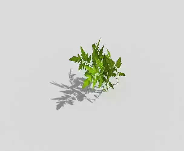 Low poly Plant
