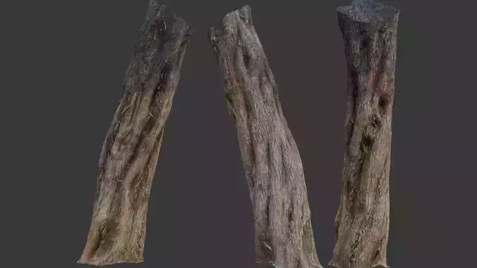 Tree Trunk 3D Scan