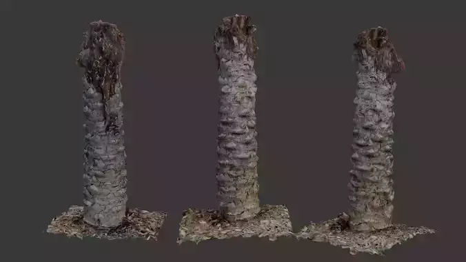 Palm Tree Trunk 3D Scan
