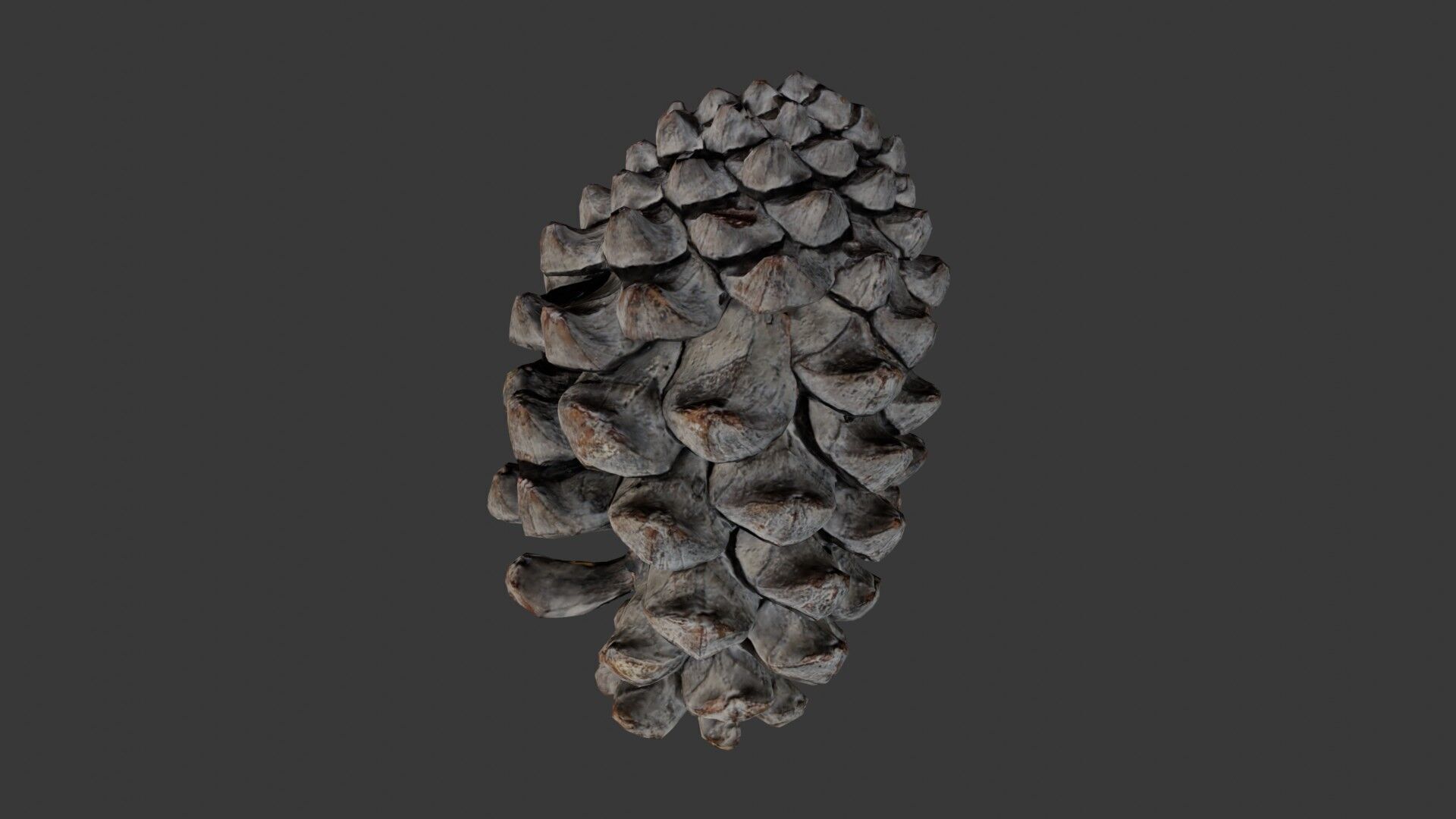 Pine Cone 3D Scan Low-poly 3D model_5