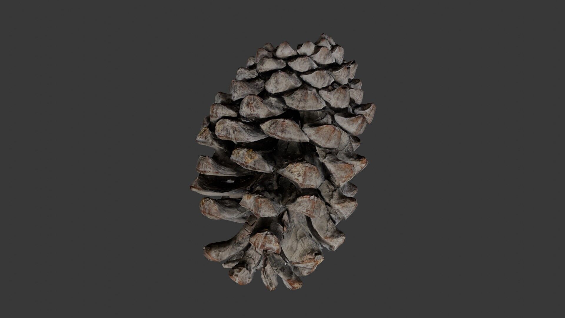 Pine Cone 3D Scan Low-poly 3D model_4