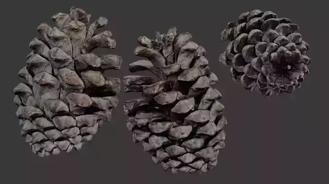 Pine Cone 3D Scan