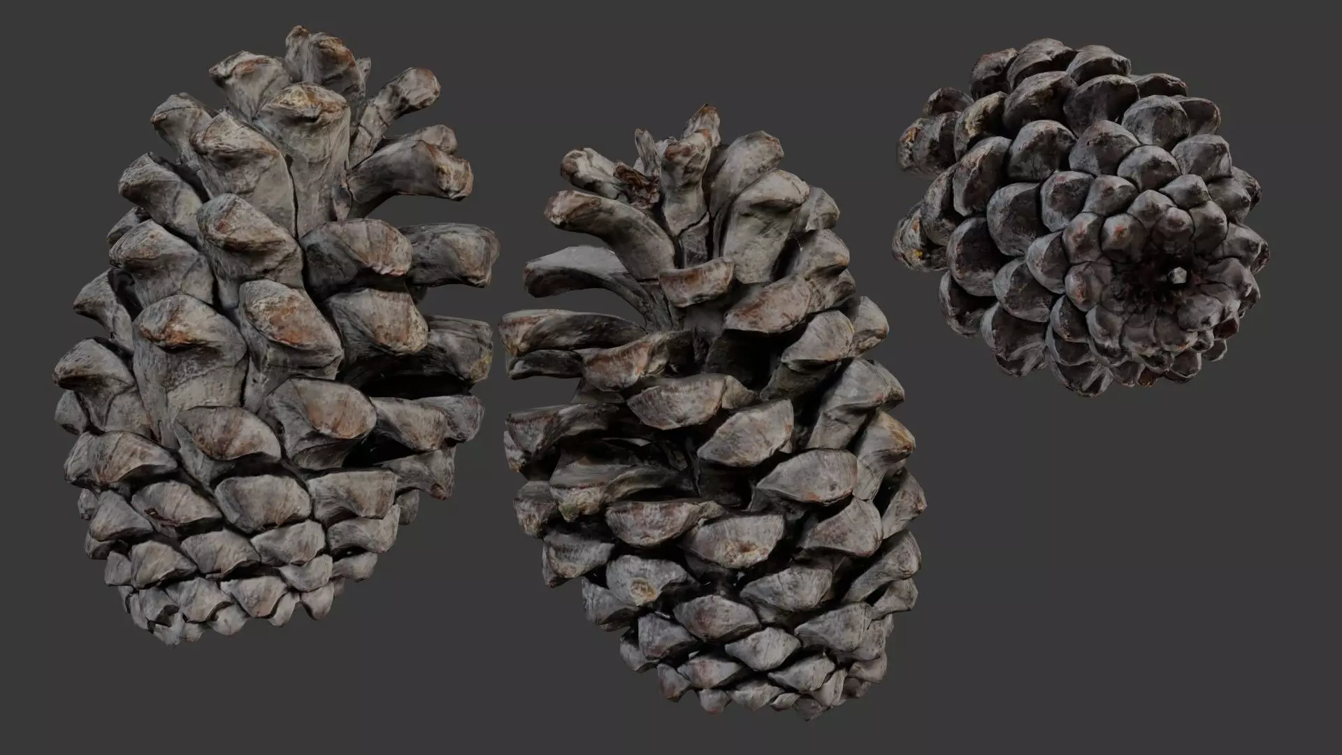 Pine Cone 3D Scan Low-poly 3D model_0