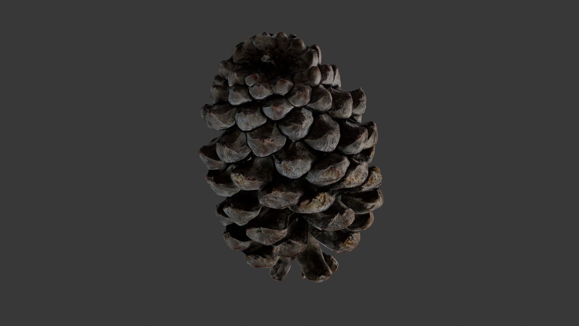 Pine Cone 3D Scan Low-poly 3D model_6
