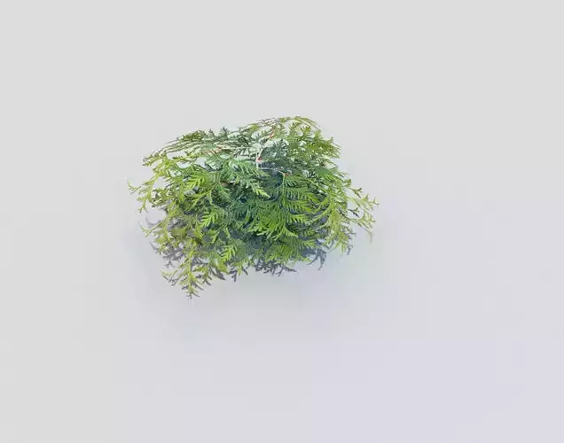 low poly shrub plant Low-poly 3D model