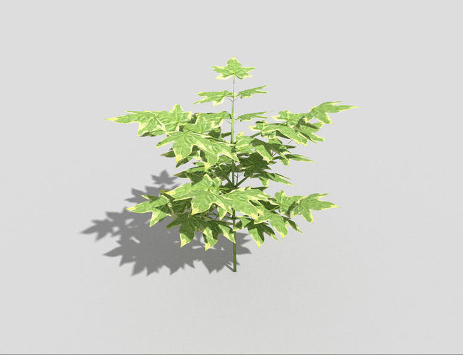 low poly small tree 2 Low-poly 3D model