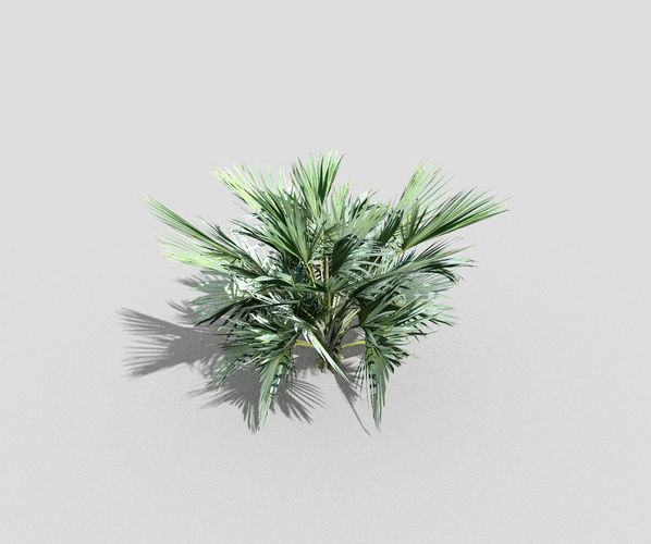 low poly tropical shrub 8 Low-poly 3D model