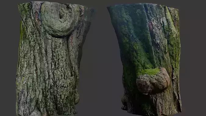 Mossy Tree Stump 3D Scan