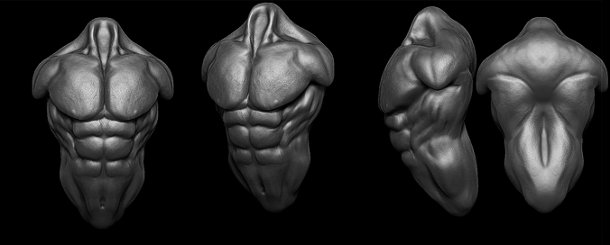 Male Torso 3D model