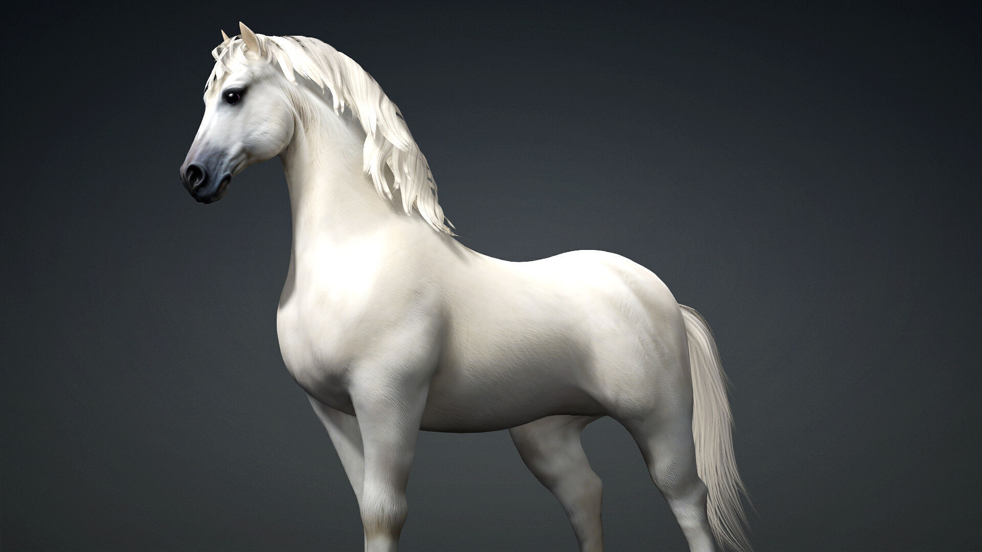 Horse-C3 3D model_2