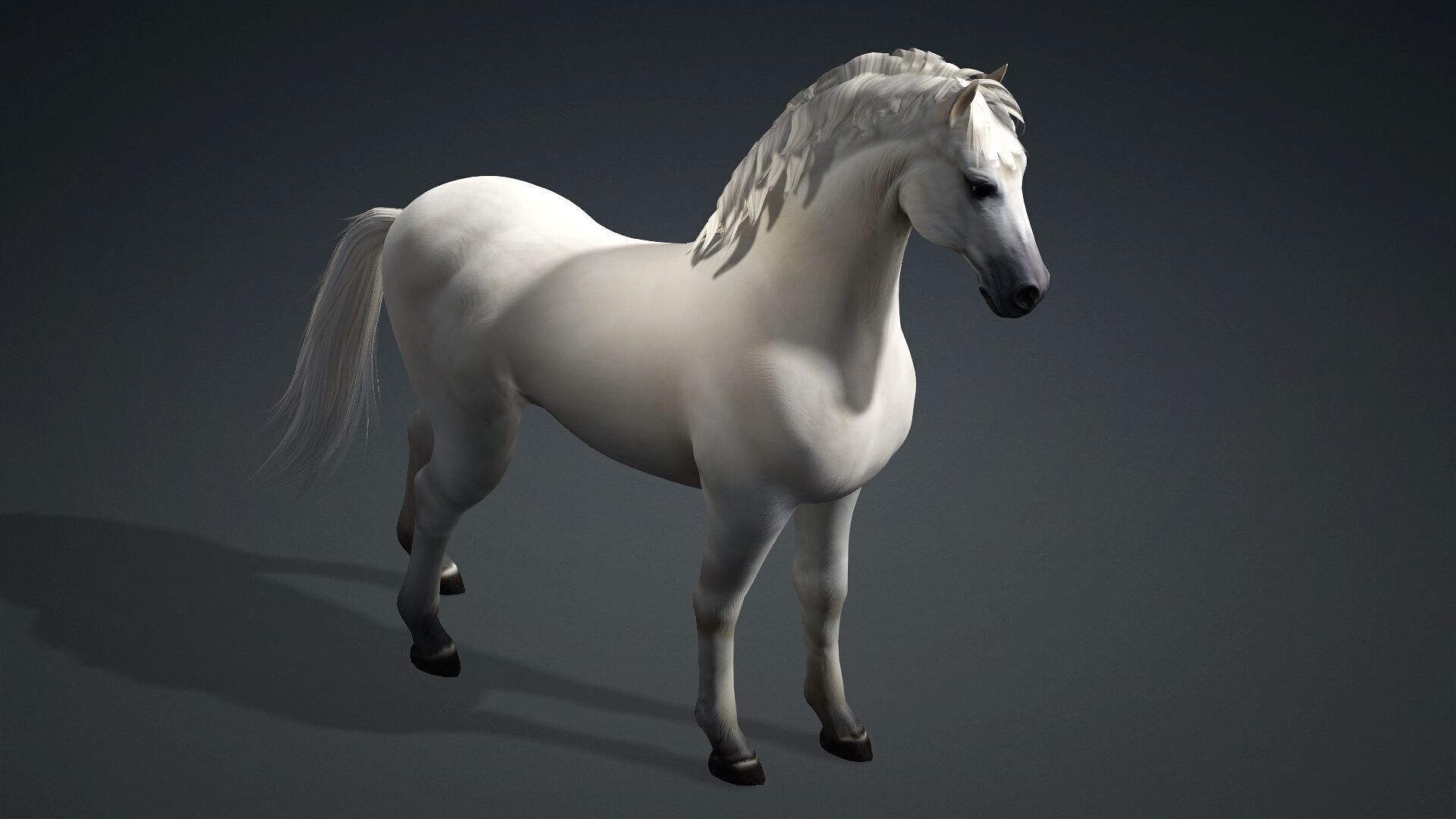 Horse-C3 3D model_11