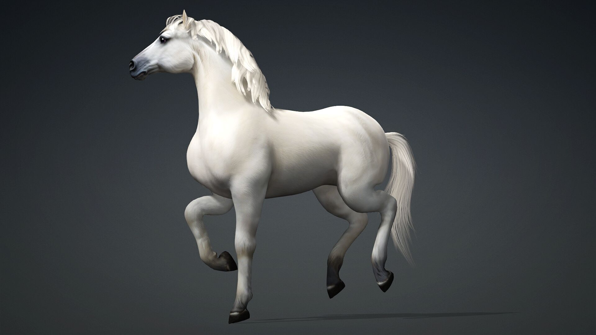 Horse-C3 3D model_17