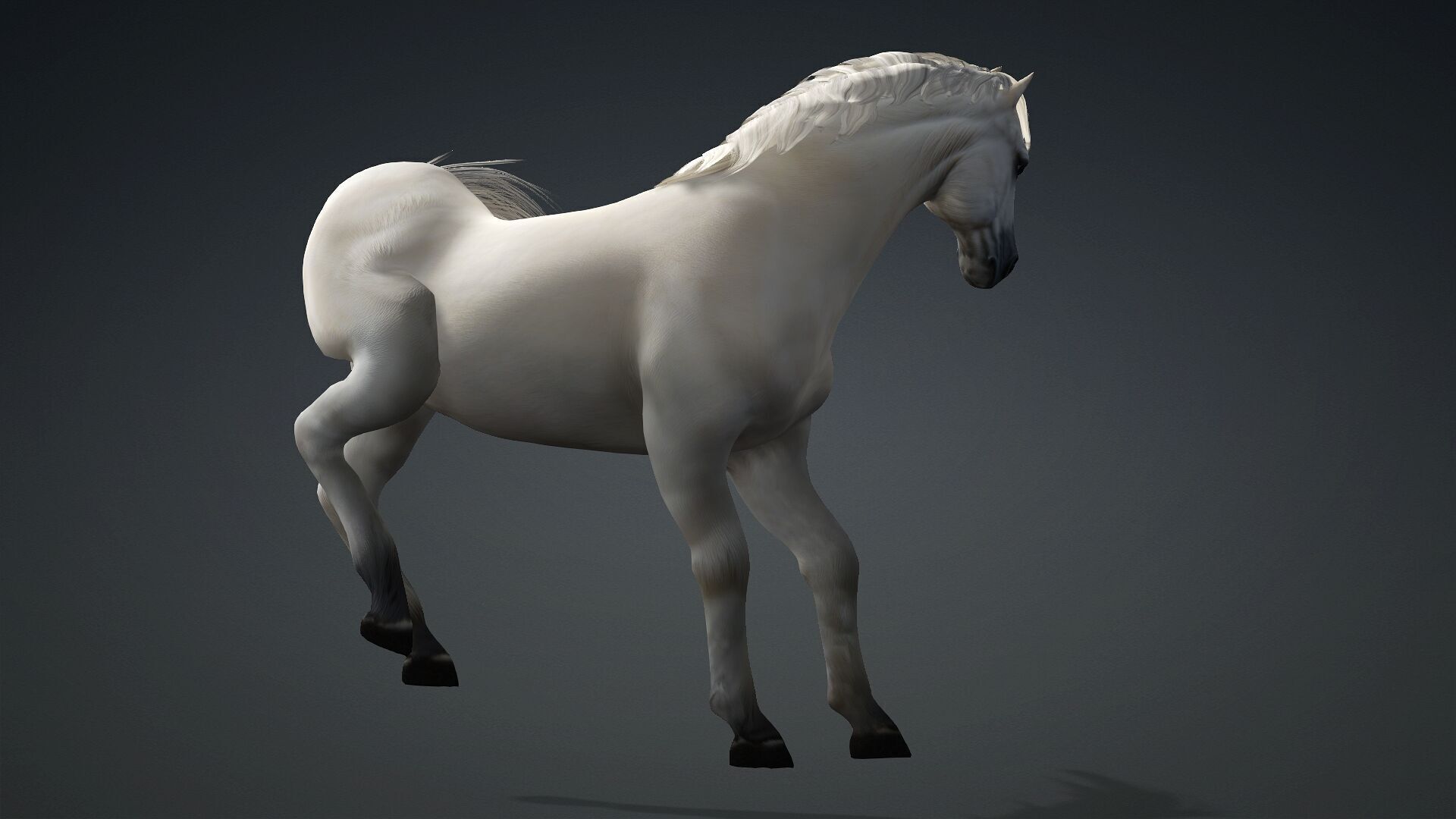 Horse-C3 3D model_5