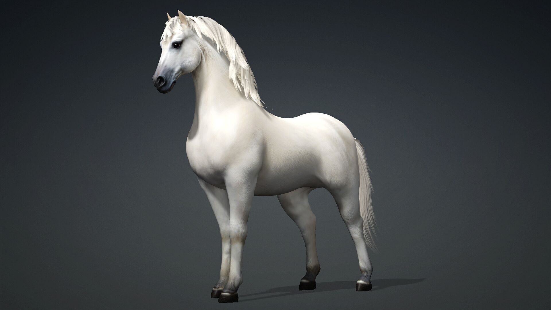 Horse-C3 3D model_3