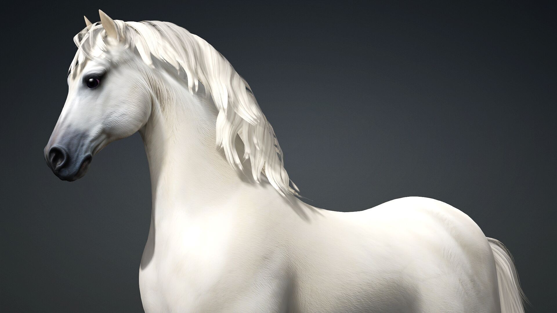 Horse-C3 3D model_13