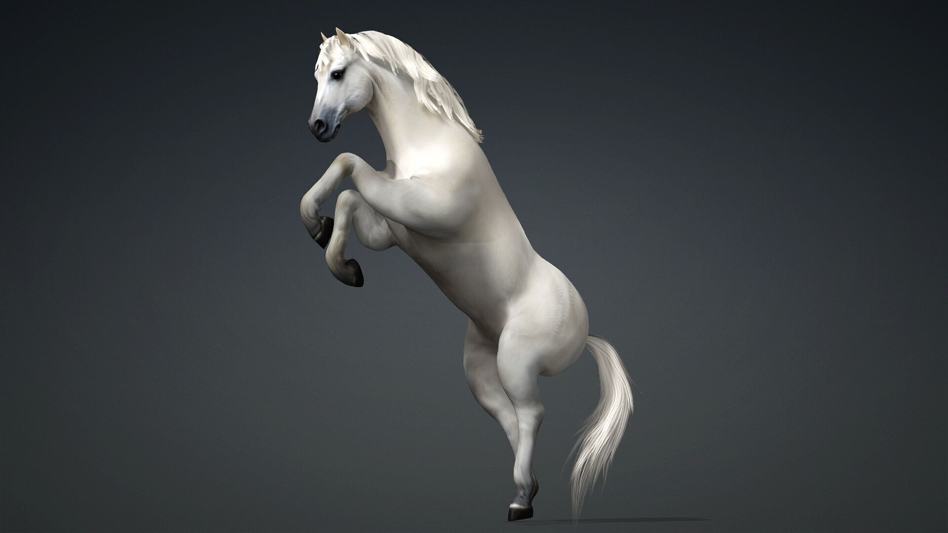 Horse-C3 3D model_6