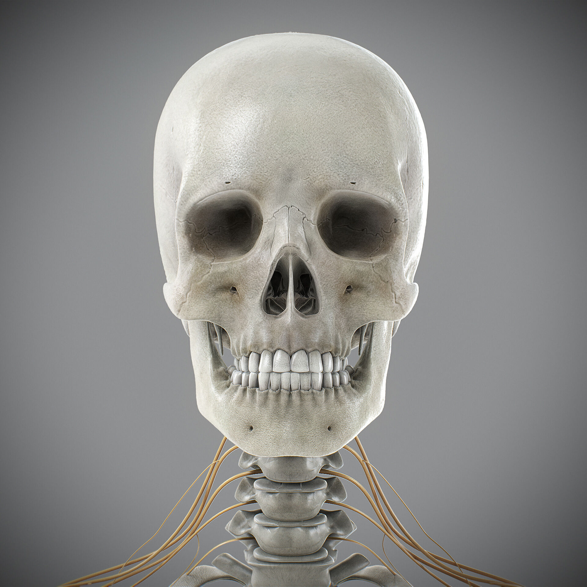 Human Male Skeletal and Nervous Anatomy 3D model_20