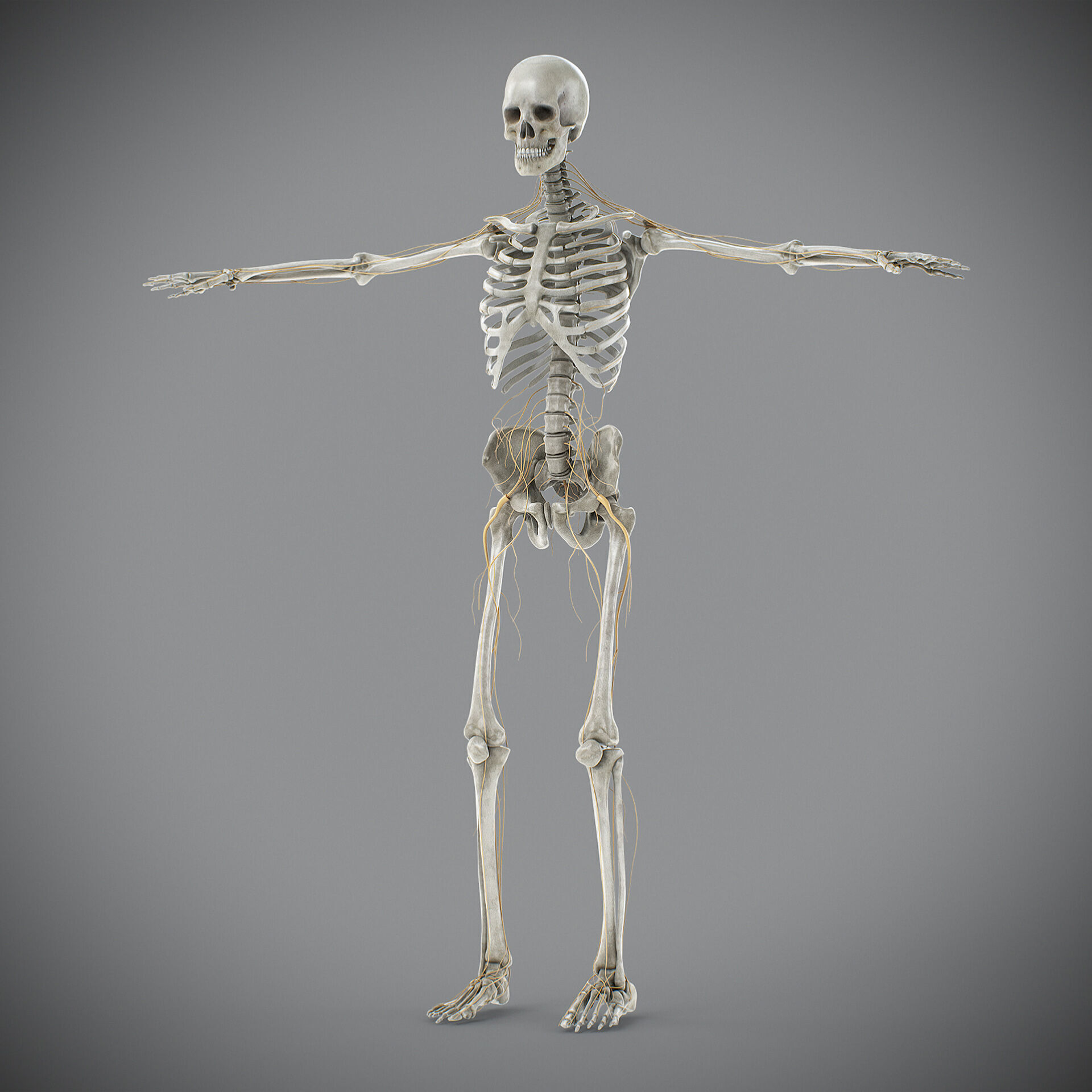 Human Male Skeletal and Nervous Anatomy 3D model_14