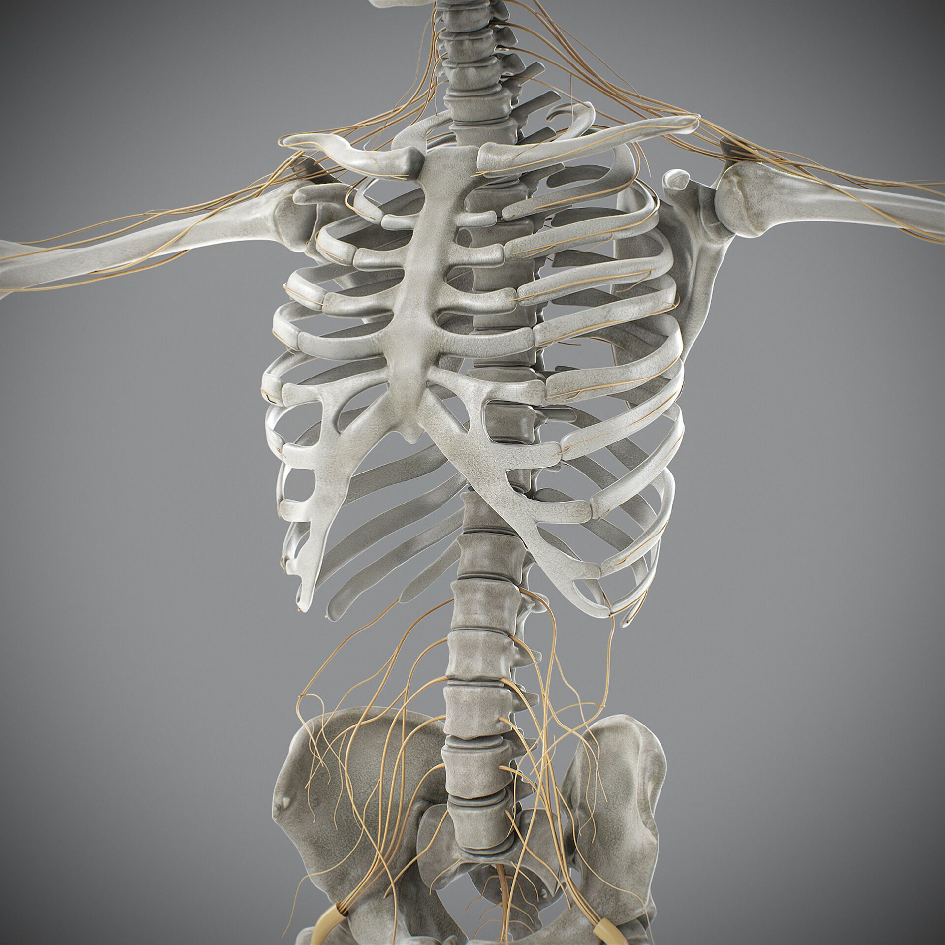 Human Male Skeletal and Nervous Anatomy 3D model_17