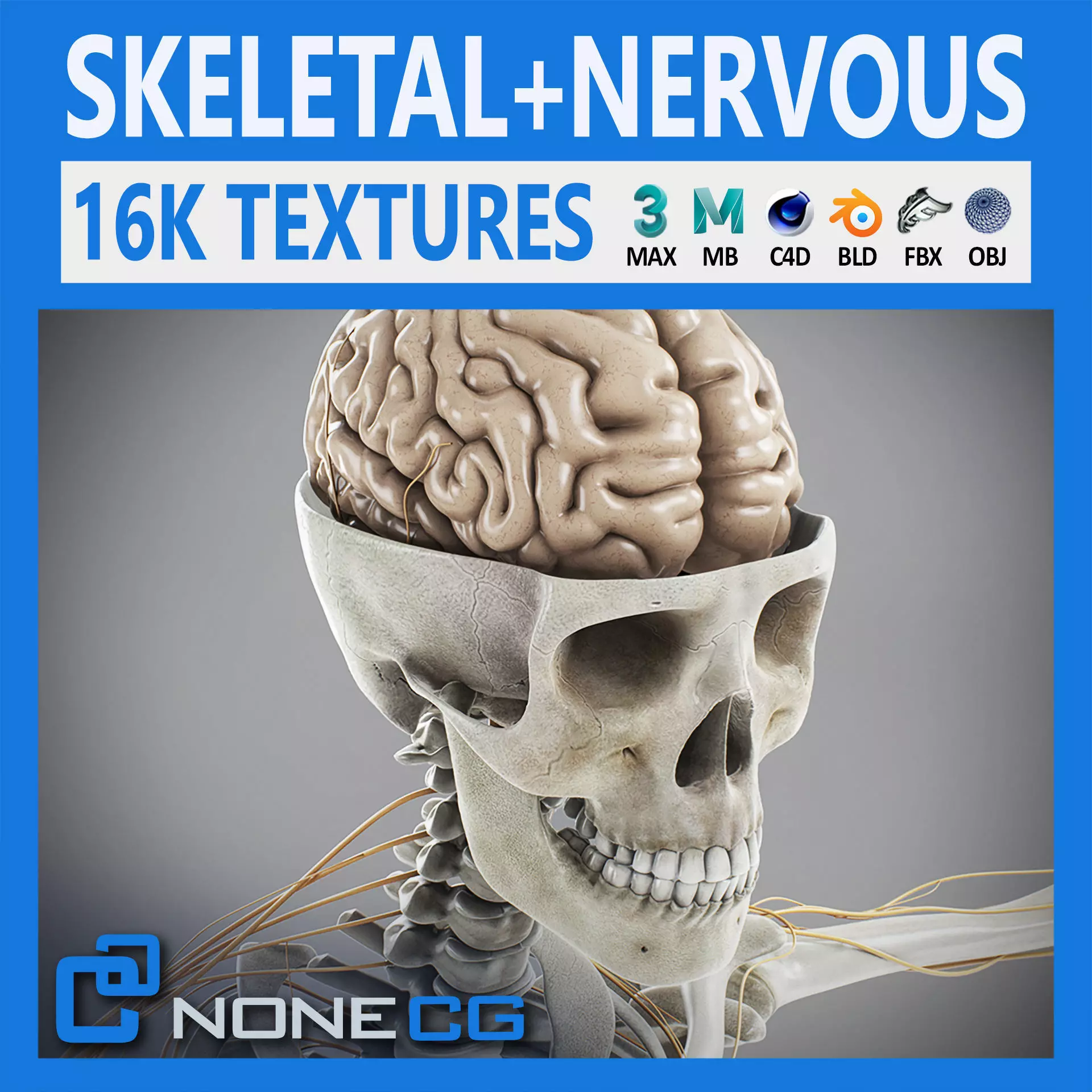 Human Male Skeletal and Nervous Anatomy 3D model_0