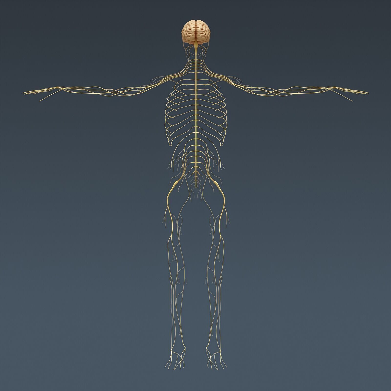 Human Male Skeletal and Nervous Anatomy 3D model_16